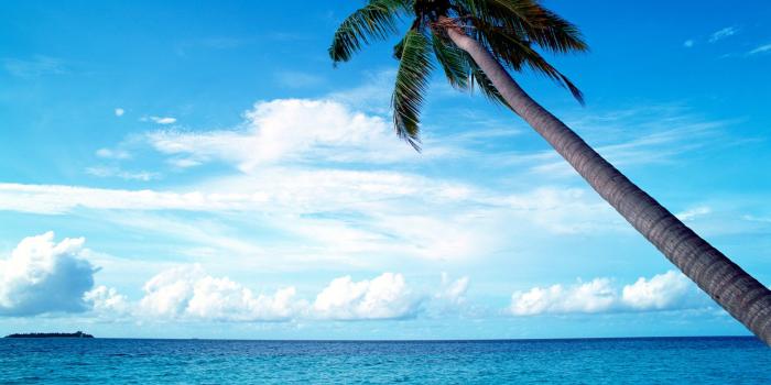 1920x1080 Beach Palm Tree Wallpapers - PixelsTalk.Net