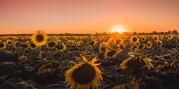 2560x1440 2560x1440 Sunflowers Farm Golden Hour 5k 1440P Resolution HD 4k Wallpapers,  Images, Backgrounds, Photos and Pictures