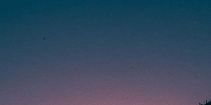 736x1308 Palm Tree Wallpaper - NawPic