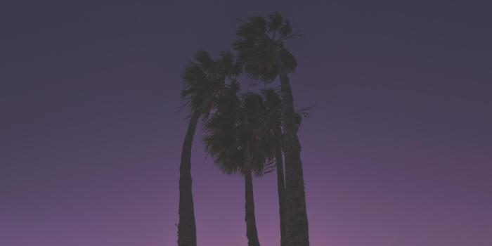 3840x2160 Palm 4K wallpapers for your desktop or mobile screen free and easy to  download