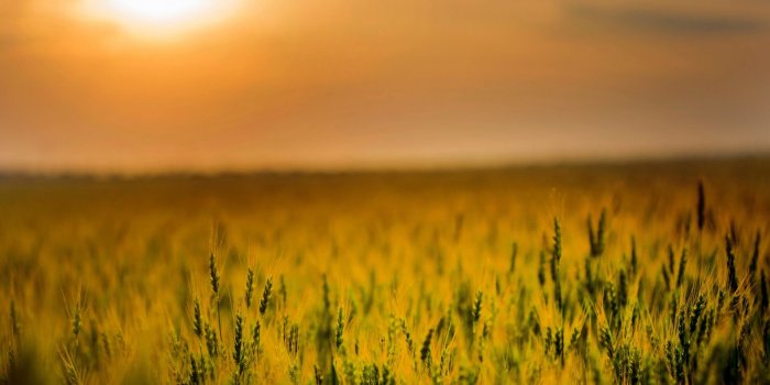 1920x1080 Agriculture, cereal, corn farm, sunset wallpaper, hd image, picture,  background, 56dd5b | wallpapersmug