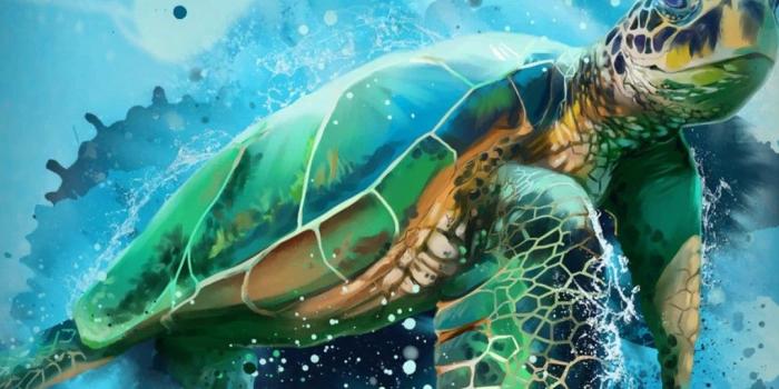 1080x2220 150 Turtle Wallpaper ideas | turtle, turtle love, sea turtle