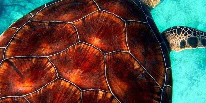 1242x2208 HD Turtle Wallpaper | WhatsPaper