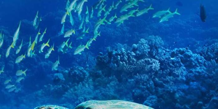 720x1280 Turtle Wallpaper | WhatsPaper