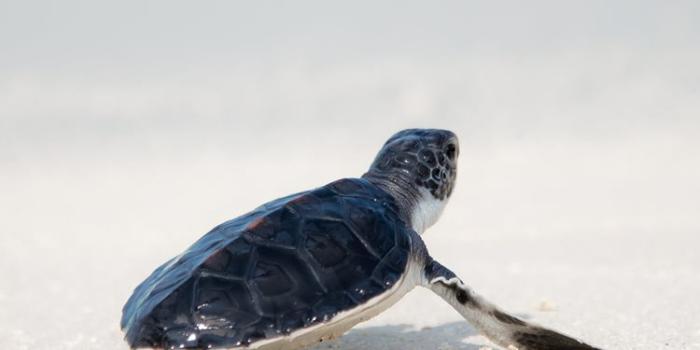 750x1334 Best Turtle iPhone 8 HD Wallpapers - iLikeWallpaper