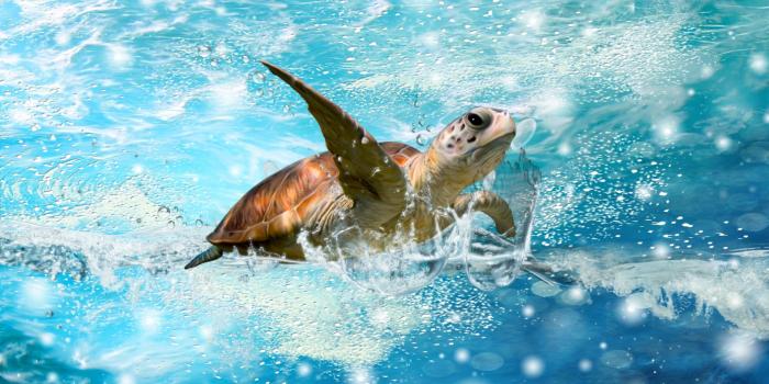 1920x1080 Sea Turtle Wallpaper - 1920x1080 Wallpaper - teahub.io