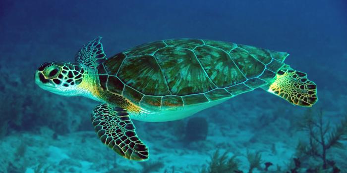 3840x2160 Sea Turtle wallpapers HD for desktop backgrounds