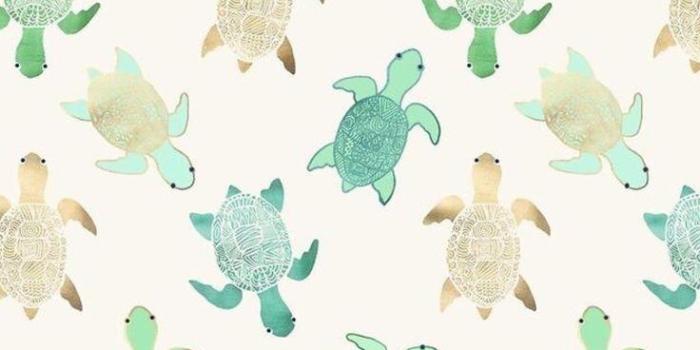 736x1308 VSCO Turtle Wallpapers
