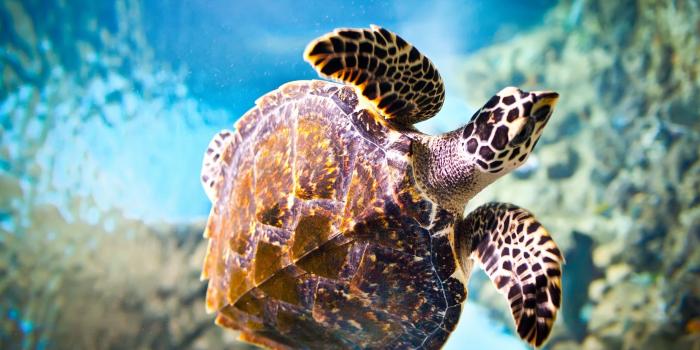 2560x1600 Turtle Wallpapers - Top Free Turtle Backgrounds - WallpaperAccess