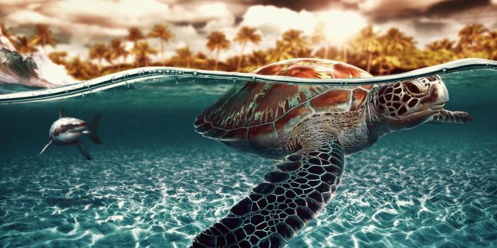 2560x1600 Turtle Wallpapers | Best Wallpapers