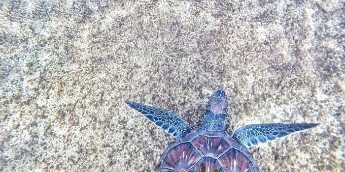 2048x1536 Purple and Blue Sea Turtle · Free Stock Photo