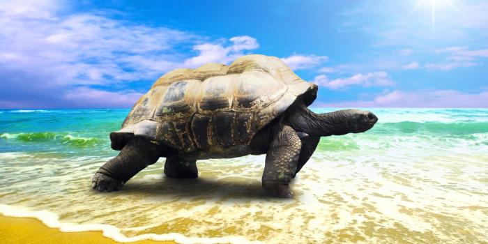 1920x1262 My Turtles HD Wallpapers New Tab Theme - MyStart
