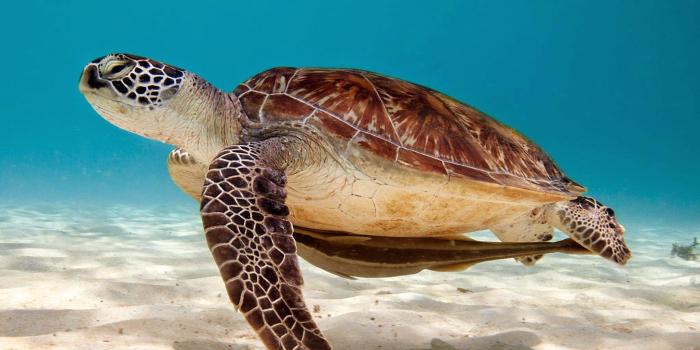 2048x2048 sea sand turtle animals Wallpapers HD / Desktop and Mobile Backgrounds