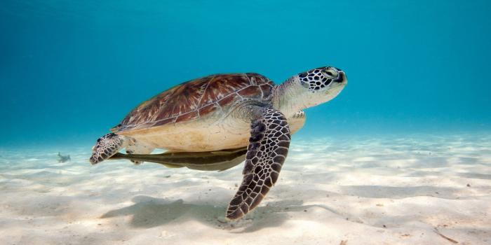 1920x1080 40 Turtle Wallpapers - Wallpaperboat