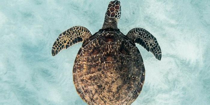 735x1102 Turtle Backgrounds - 735x1102 Wallpaper - teahub.io