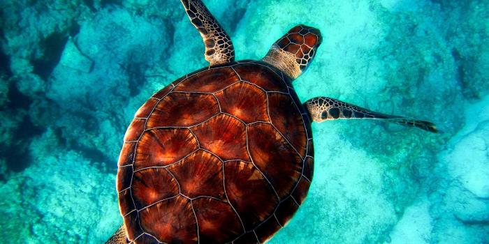 1920x1440 Turtle Wallpapers HD for Android - APK Download