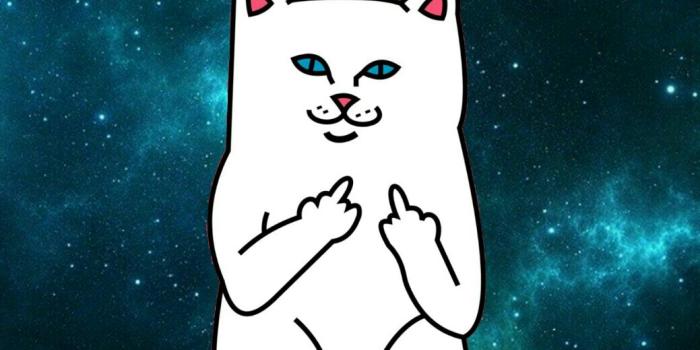 1039x1792 Space Cat Wallpaper Iphone - Home Screen Middle Fingers - 1039x1792  Wallpaper - teahub.io