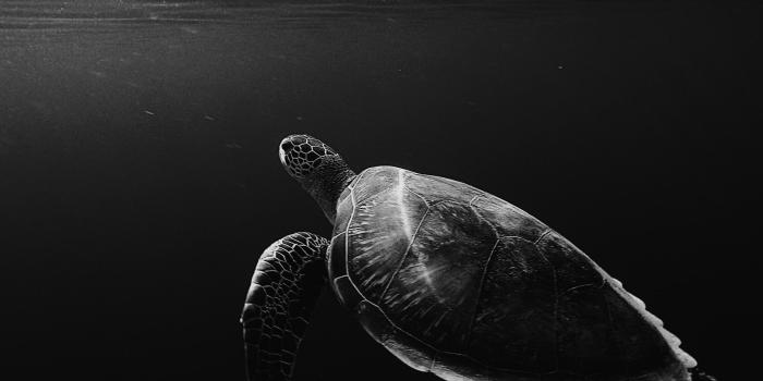 2560x2048 Sea Turtle HD wallpaper download - Sea creature wallpapers