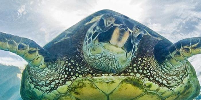 720x1280 Turtle HD Wallpaper for Android - APK Download