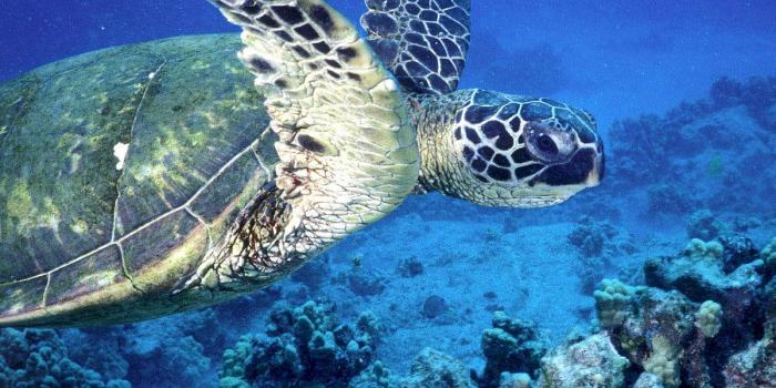 1200x900 30+ Sea turtle wallpapers HD | Download Free backgrounds