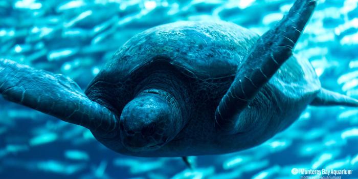 1440x900 Green turtle | Wallpapers | Monterey Bay Aquarium