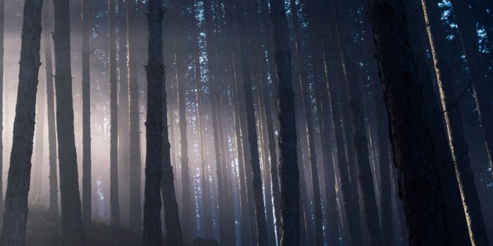 1860x523 Into the Woods – (3840×1080 and 5120×1440 Wallpaper) | 32:9 Super Ultrawide  Wallpaper