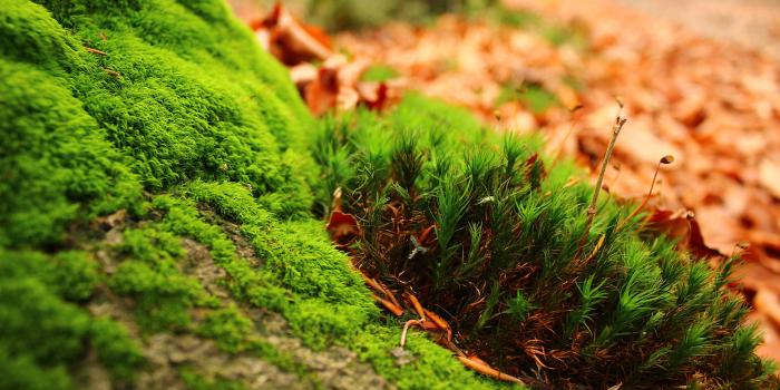 2880x1800 Ultra Hd 16k Wallpapers Nature - 2880x1800 Wallpaper - teahub.io