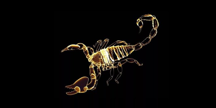 1920x1080 23 Scorpio Wallpapers - Wallpaperboat