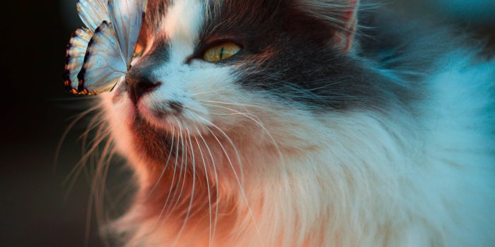 1000x1500 Cat Wallpapers: Free HD Download [500+ HQ] | Unsplash