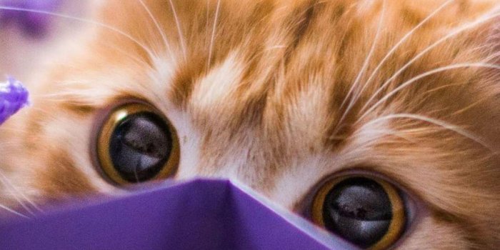 1080x1920 cat wallpapers-cute cats backgrounds for Android - APK Download