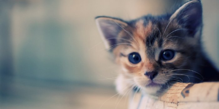1280x800 Cute Cat Wallpapers (#22285) - HD Wallpaper & Backgrounds Download