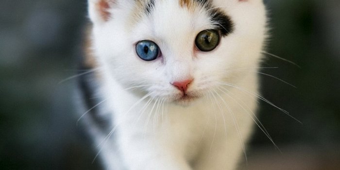 1080x1920 Cute Cats HD Wallpapers for iPhone 7 | Page 2 | Wallpapers.Pictures