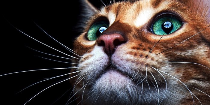 2048x2048 4K Cute Cat Wallpapers