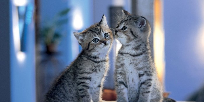 1920x1200 50 HD Cute Cat Wallpapers for Your Desktop