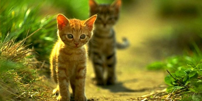 1243x691 Cute Funny Cat Wallpapers & Image Download 【2018】 - Cat 3d Wallpapers  Download - 1243x691 Wallpaper - teahub.io