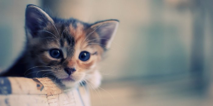 1920x1080 Cute - Cute Cat Wallpaper Hd (#22712) - HD Wallpaper & Backgrounds Download
