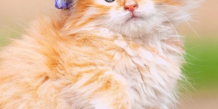 1080x1920 Cute Cat Wallpapers - Top 25 Best Cute Cat Backgrounds Download