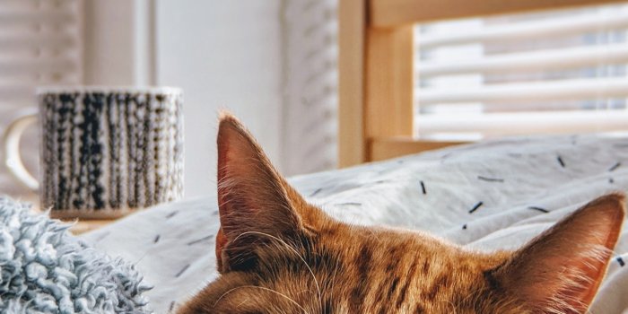 1242x2688 Cute Cat Wallpaper iPhone Backgrounds - I Like Cats Very Much