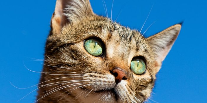 1000x1000 Cat Wallpapers: Free HD Download [500+ HQ] | Unsplash