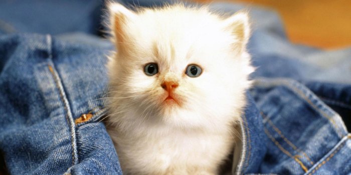 1920x1080 Cats Wallpapers Cute Cats And Kittens Wallpapers For - Best Cat Images  Download - 1920x1080 Wallpaper - teahub.io