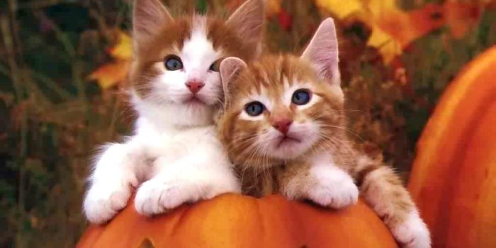 1024x768 Two cute cats wallpaper Desktop and Mobile Wallpaper - Animals Town