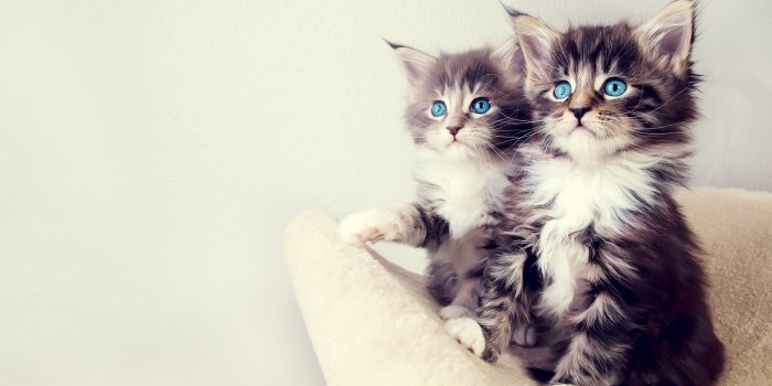 2048x1152 Free Cute Cat Wallpaper 18593 2048x1152px