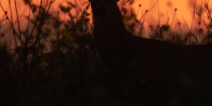 1080x1920 Desktop and Mobile Bowhunting Background Images | Bowhunting.com