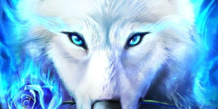 1080x1920 Galaxy Wolf Wallpaper - Wallpaper Sun