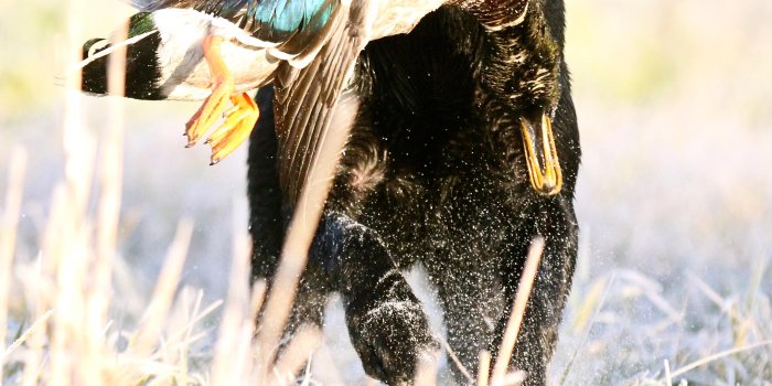 2048x2732 Ducks Unlimited Mobile Wallpaper