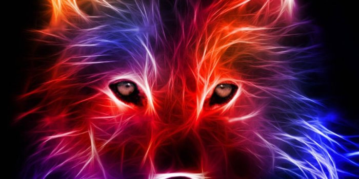 900x900 Download Glowing Neon Galaxy Wolf Wallpaper | Wallpapers.com