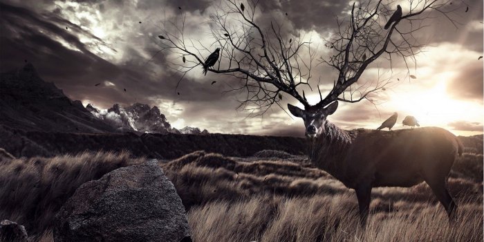 1920x1080 Hunting Wallpapers - Top Free Hunting Backgrounds - WallpaperAccess
