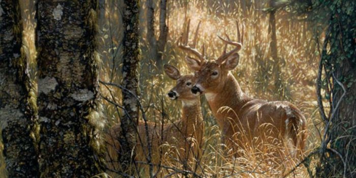 1600x1200 75+] Deer Hunting Wallpaper For Computer on WallpaperSafari