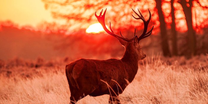 1536x2048 Deer Hunting Wallpaper - KoLPaPer - Awesome Free HD Wallpapers