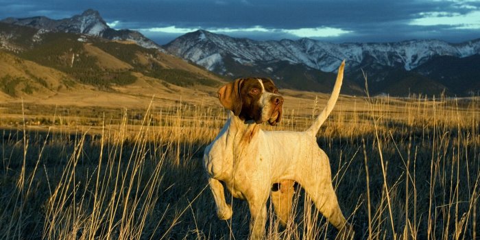 1920x1200 Hunting Wallpaper 5541 1920x1200px